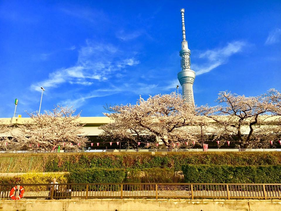 �X�J�C�c���[��SAKURA�@���{�̂��Ԍ��͂������X�^�[�g�I�@��σI�X�X���ł��I