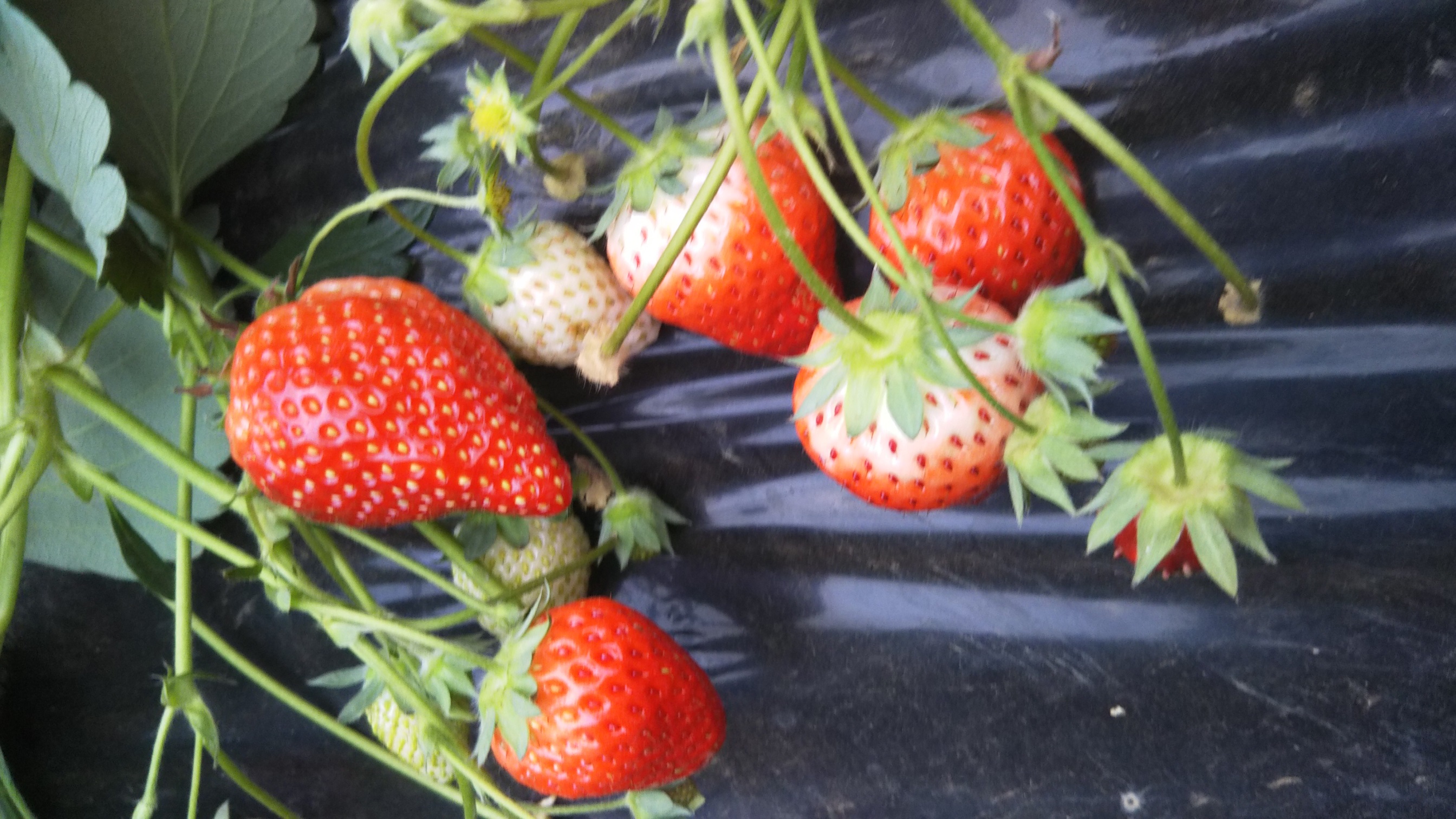 千葉 君津 年2月29日 4月5日 30分食べ放題 大人気のいちご狩りプラン 旅名観光農園フルーツ村 じゃらん遊び体験