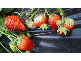 千葉 君津 年2月29日 4月5日 30分食べ放題 大人気のいちご狩りプラン 旅名観光農園フルーツ村 じゃらん遊び体験
