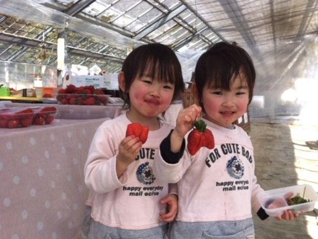 千葉 富津 22年4月6日 5月8日 イチゴ狩りプラン 30分食べ放題 2種類以上のいちご食べ比べができます 大森バラ園芸 じゃらん遊び体験 千葉 富津 22年4月6日 5月8日 イチゴ狩りプラン 30分食べ放題 2種類以上のいちご食べ比べができます 大森バラ園芸 じゃらん遊び体験
