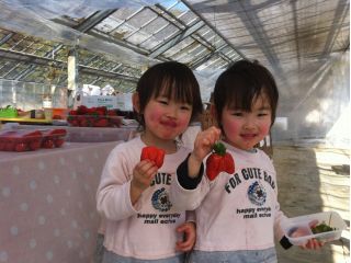 イチゴ狩りで楽しい思い出作り♪