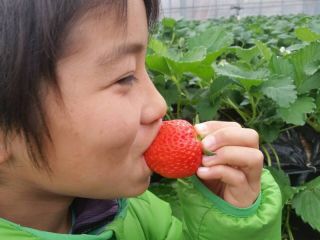さんとよのイチゴ狩り・最大6品種のイチゴ食べ比べ!!