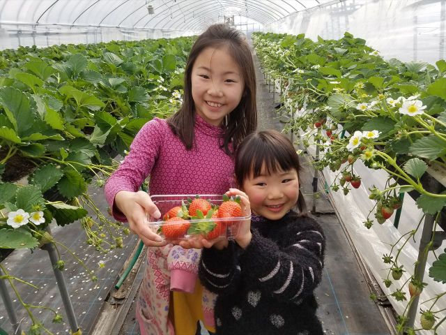 さんとよのイチゴ狩り・最大6品種のイチゴ食べ比べ!!
