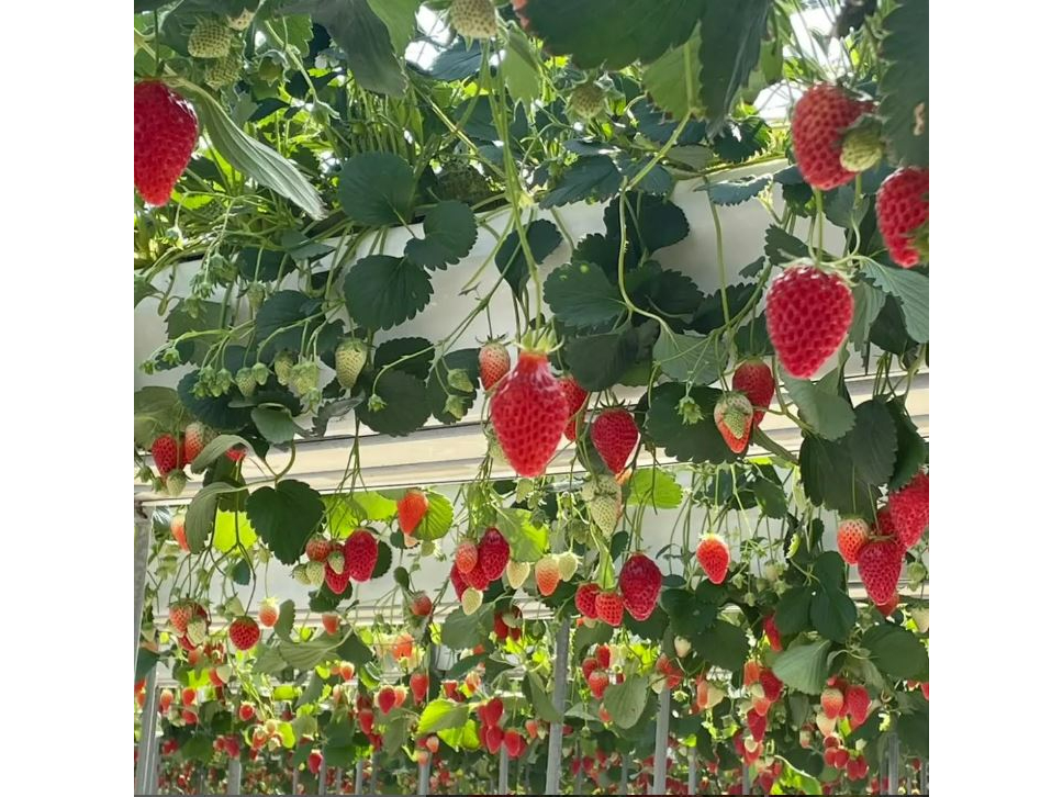 ������`�����������̗l�q��