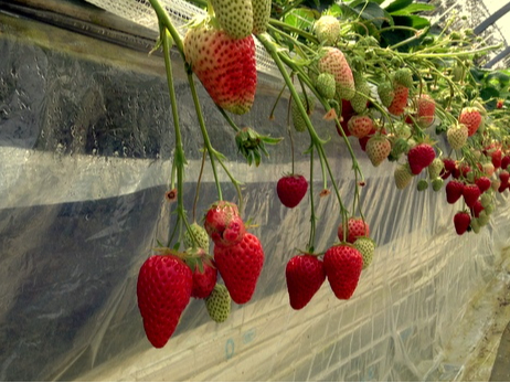 時間無制限いちご狩り♪