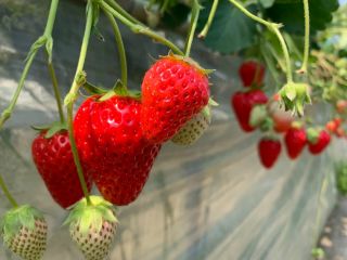 ビニールハウスで高設ベンチ栽培になっています♪