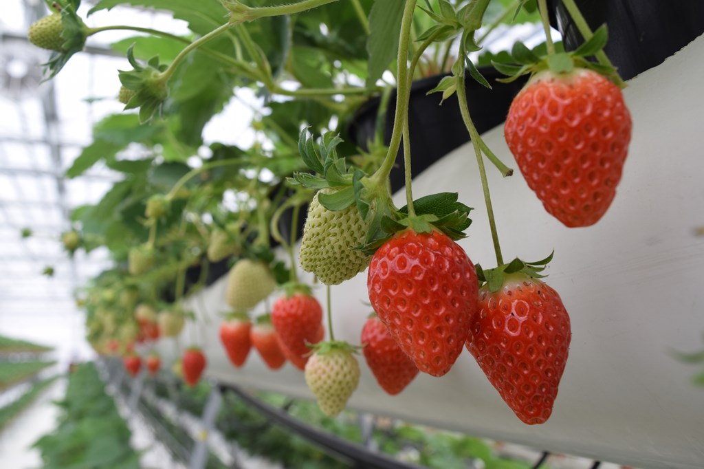 �󒆂ɂԂ牺�����Ă��āA�����܂Ő^���Ԃɏn����䕂�����A�ɃE�}�I�I�I�@�y�����Ă��Ȃ��̂ŁA�L���C��䕂ł��I