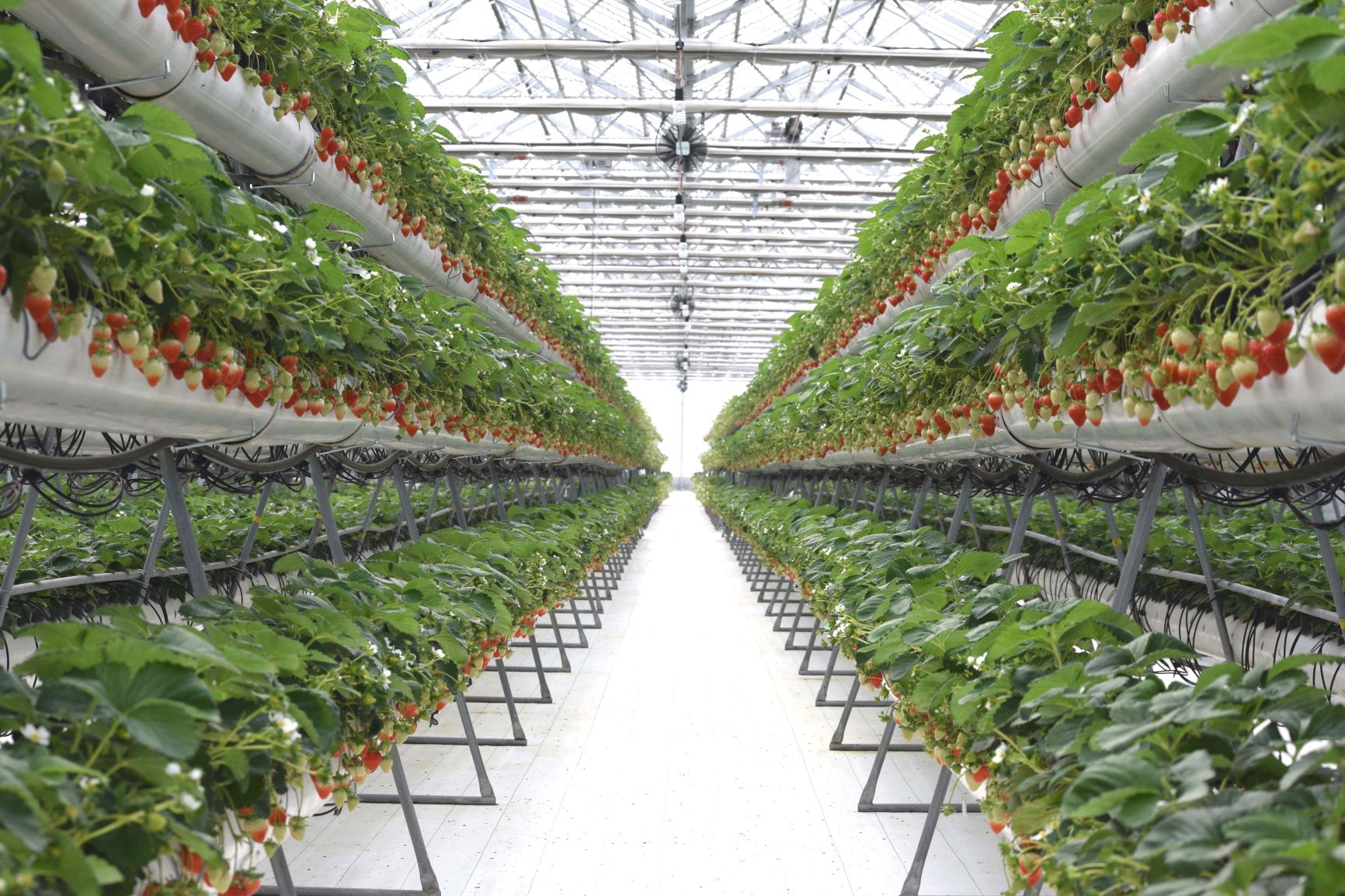 ���i���̂������͔|�ŁA���q�l�����l�܂Ŗڐ��̍����ɍ��킹�Ċ��n�����������n�ł��܂���