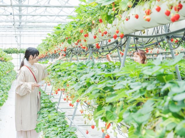 たくさんのイチゴに囲まれて♪