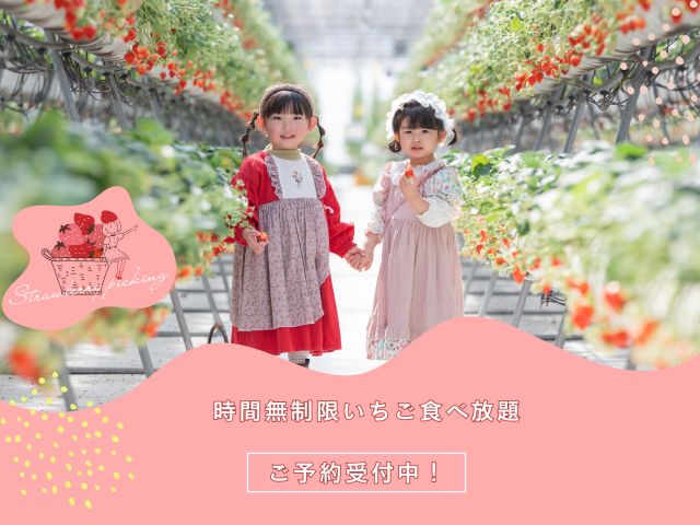 時間無制限!いちご食べ放題!