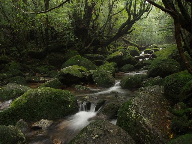 苔むす森 水と光と苔の織り成す素晴らしい世界で最高の森林浴