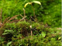 豊かに水を含んだ植物たちは接写しても絵になります。