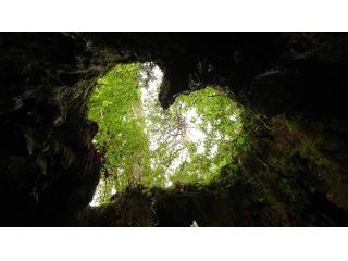 縄文杉コースの人気スポットの一つ、ウィルソン株!ハート型の木漏れ日の下での記念写真はSNS映え間違いなし!