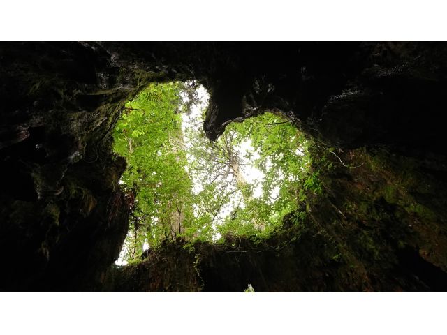 縄文杉コースの人気スポットの一つ、ウィルソン株!ハート型の木漏れ日の下での記念写真はSNS映え間違いなし!