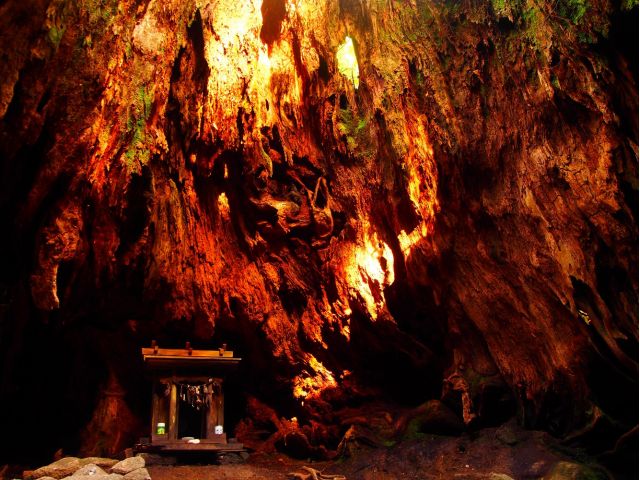 ウィルソン株の別アングル。中には祠が祀られています。