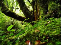 苔や草木に囲まれてリフレッシュ!屋久島の固有種も多数生えています。こだまが出てきそうな幻想的な森の風景をお楽しみください!