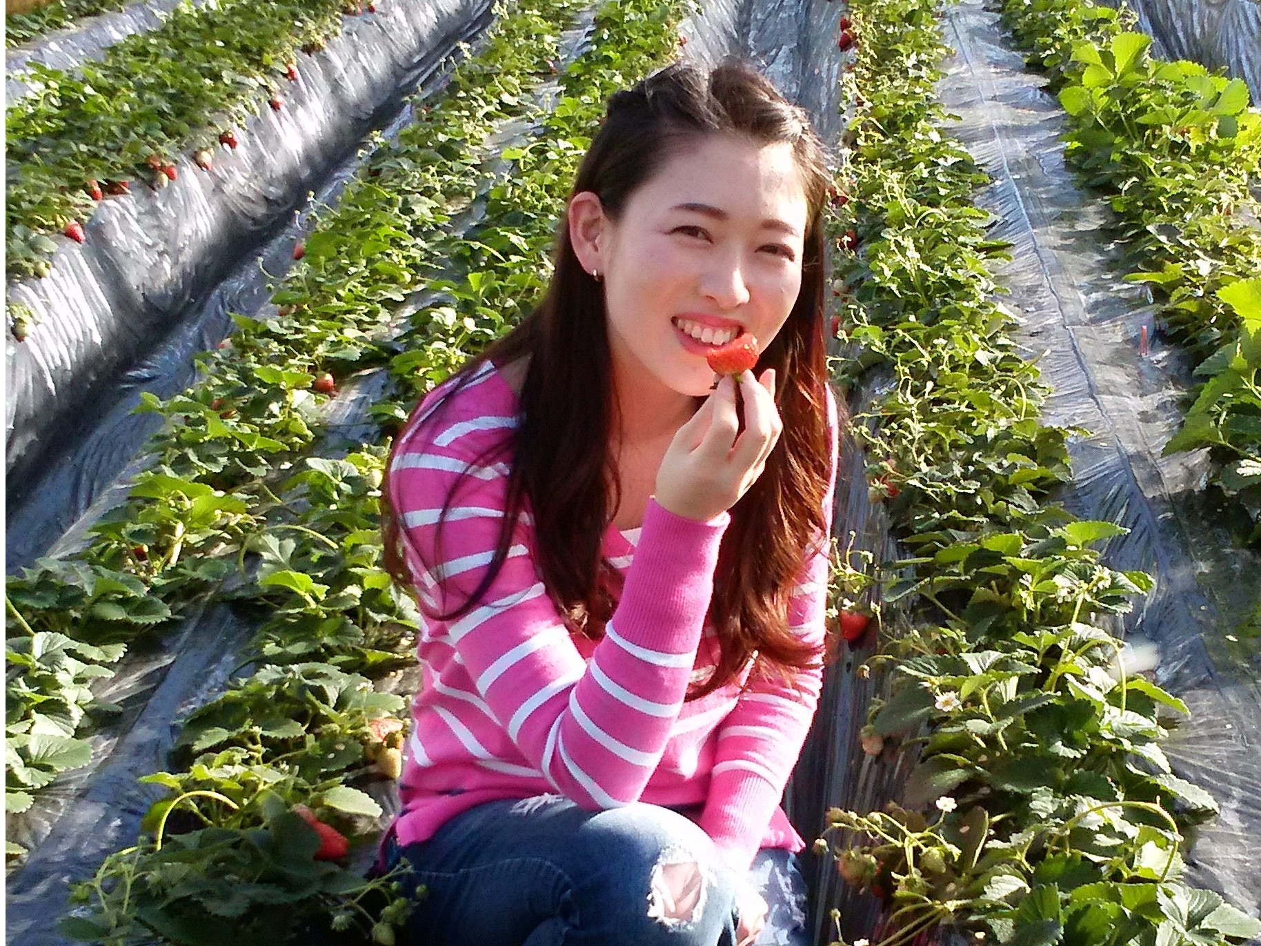 【千葉市・いちご狩り】【4/1~5/31】いちご30分食べ放題!高設栽培と土耕栽...