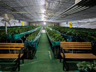 夜に輝く赤い宝石を摘みに、是非いらしてくださいね!(ただいま心を込めていちごを育てています♪)