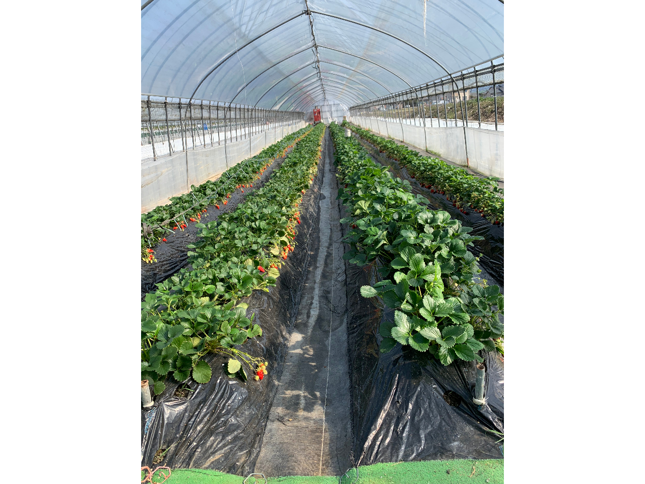 �������̐���󋵂ɂ��A���ݍ͔|�݂̂ł͂Ȃ�������̓y�k�͔|�n�E�X�ւ̌�ē����������܂��B�����������������܂��B