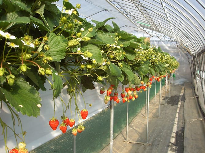 ���ݍ͔|������q���I�Ń��N���N��������肪�ł��܂��B