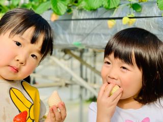 白いちごなど3〜6種のいちごが食べ比べできます♪ ※栽培状況によっては白いちごがご用意できない場合がございますのでご了承下さいませ