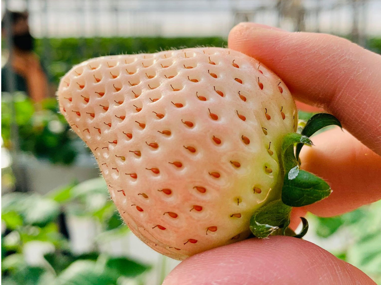 ��t�s�ł͒��������������̃z���C�g�v�����Z�X�O�O