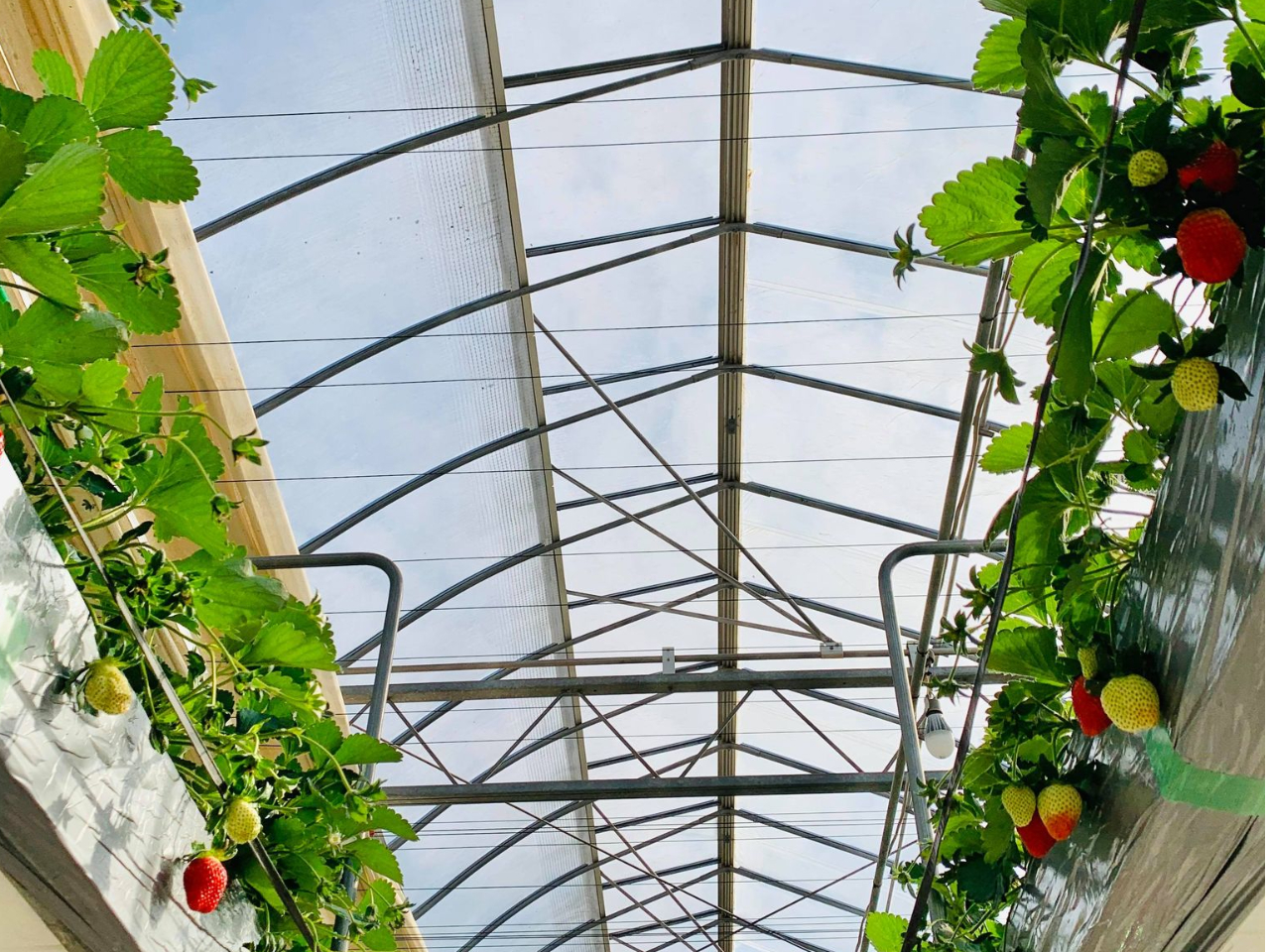 �R���i�΍�Ƃ��Đ�t���̃K�C�h���C���ɏ]���A����I�ȉ����̐��|�A���ŁA���C���s���Ă���܂��B