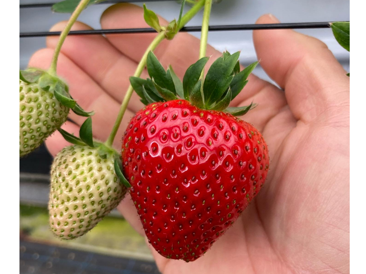 2026年☆リピーター様多数のいちご狩り☆【60分×いちご食べ放題！食べ