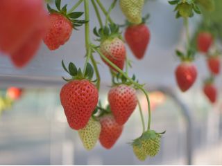 安藤農園のいちご狩り☆お待ちしております☆