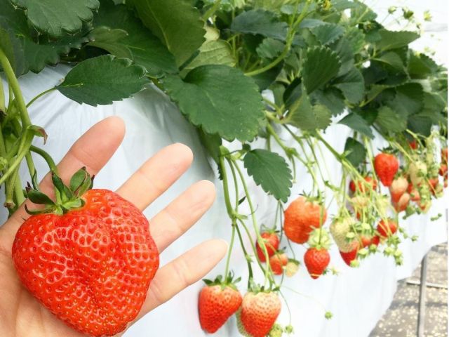 おっきないちごから小さいいちごまで、いろいろないちごをお楽しみください♪