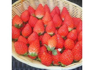 【 じゃらん限定・平日予約プラン】お花屋さんが営むいちご園☆最大9種類の美味しい苺を45分間食べ比べ・3種のソースをお好みでどうぞ♪ ☆人気の観光地小江戸川越へもスグ!!好アクセスです☆