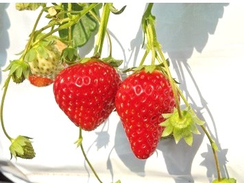 〈2026年〉【2026年1/3~3/2】【千葉市・いちご狩り30分食べ放題】都...