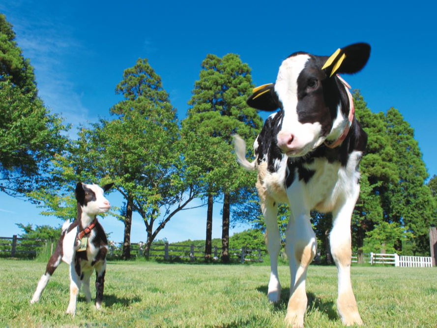 冬野菜摘み開始!【入場チケット】スイスイ入場★かわいい動物と雄大な自然でリフレッ...