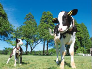 動物とのふれあいは一生ものの体験 牧場には多くの動物との出会いが待ってます。牛の乳しぼりや乗馬など普段の生活では味わえない体験をしてみませんか?