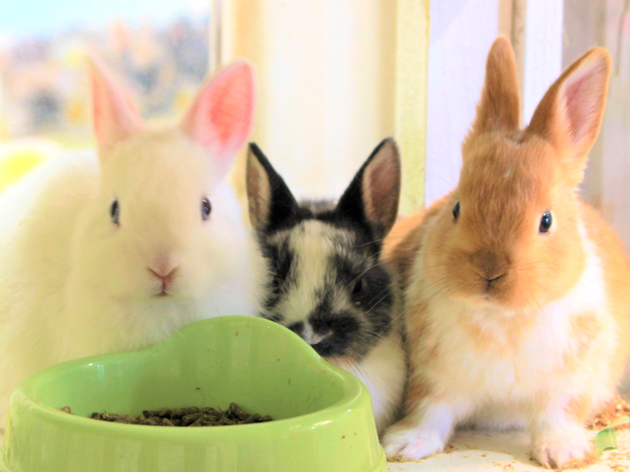 g[̎ł̃ETM񂪕ɂĂ܂IǎȂǃtt̂ӂꂠŖĂiʓrj