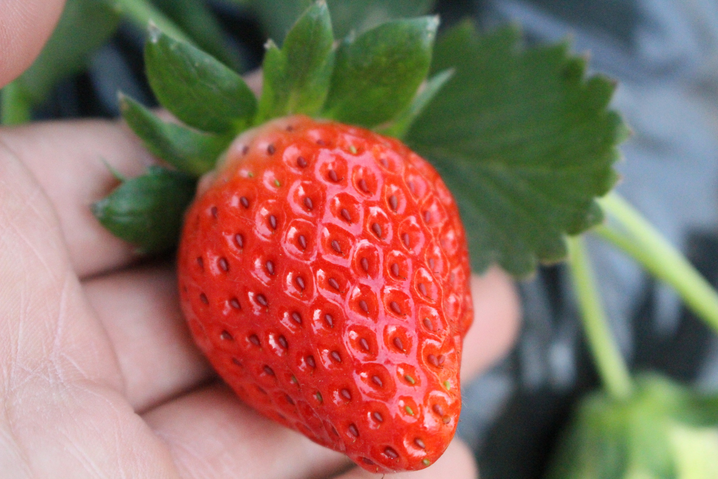 【オトクなセット券】成田ゆめ牧場入場券＆ゆめいちご摘みセット　女性・ファミリー・...