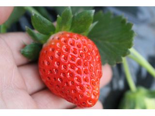 細長い形で酸味が少なめの「あきひめ」