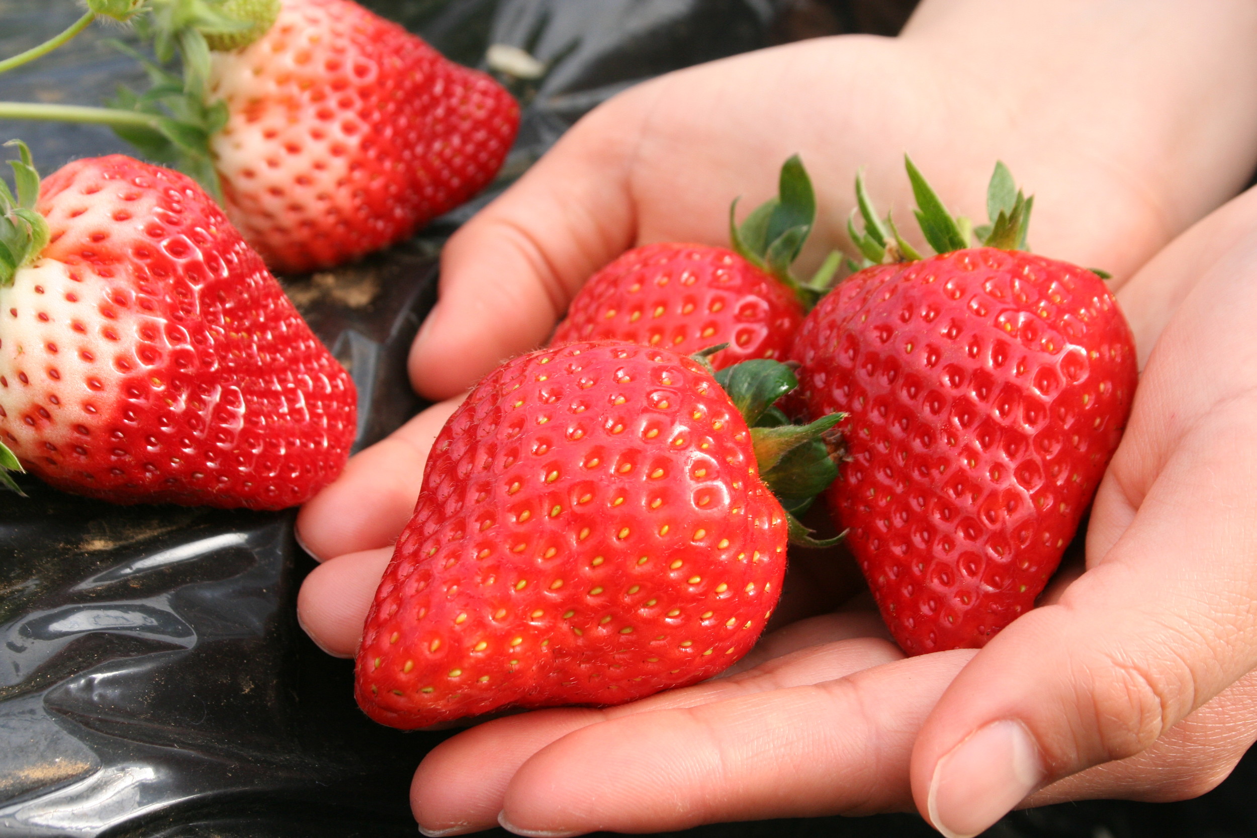 ���X������������20���ԐH�ו����