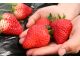 艶々したいちごが20分間食べ放題♪