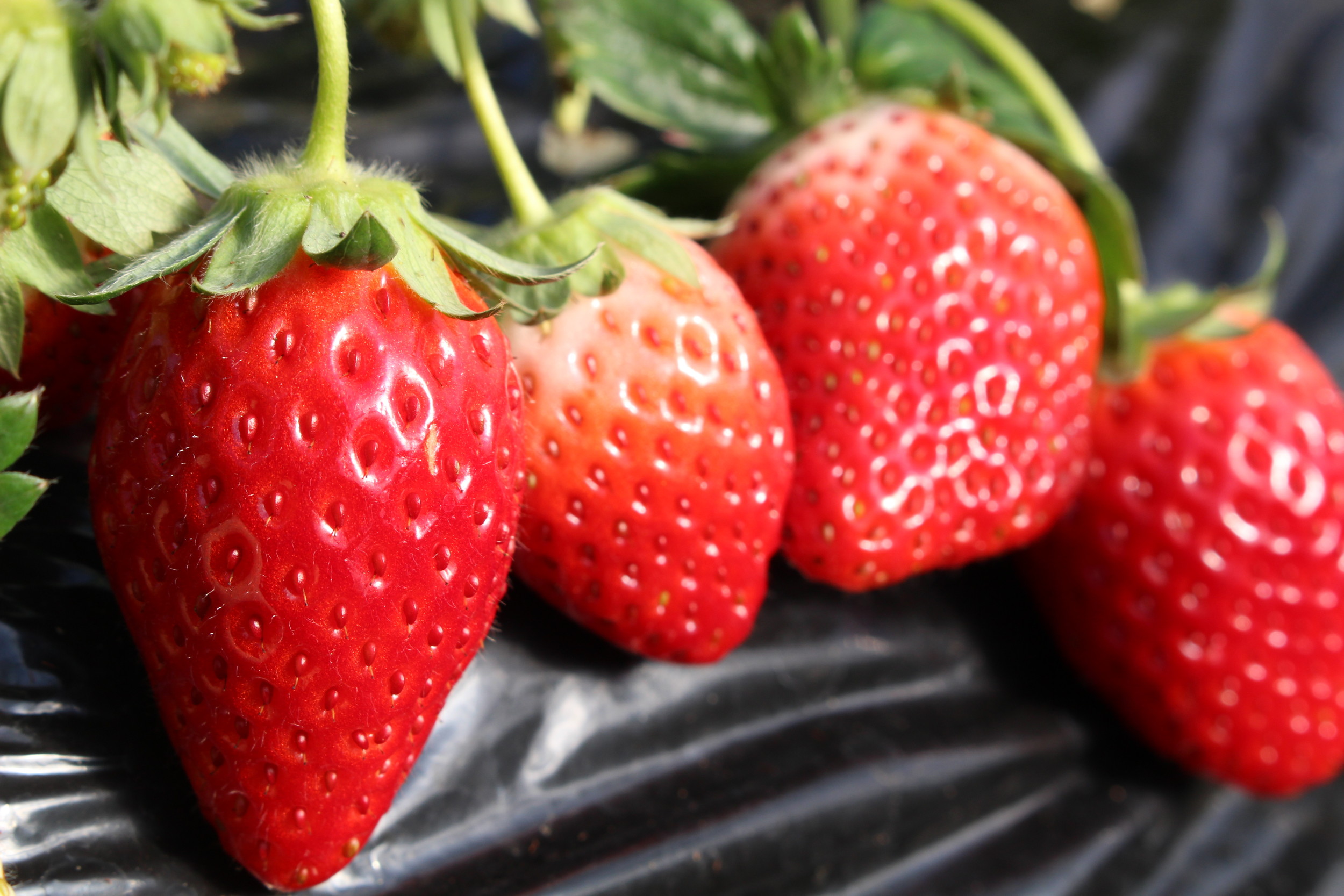 �����ɂ���Ă�3��ނ̂������̐H�ה�ׂ��ł��܂��I