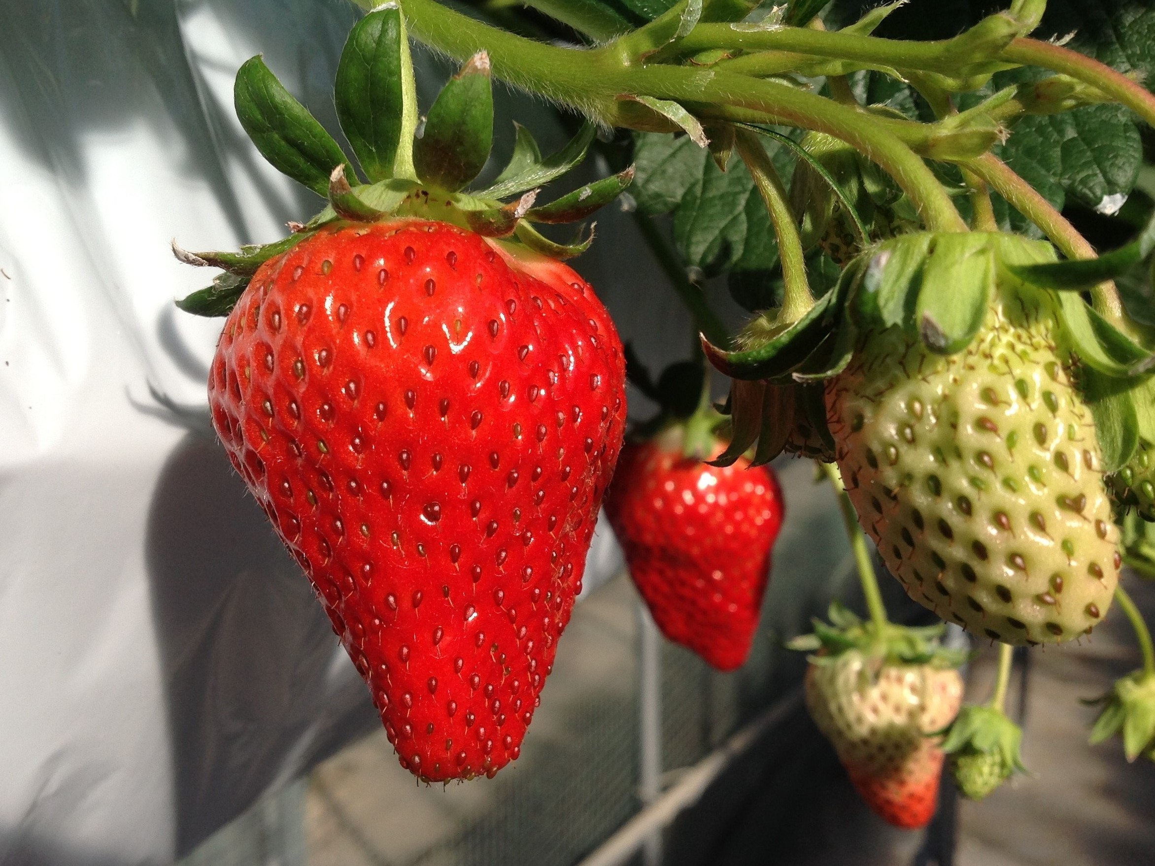 希少価値の高い ロイヤルクイーン を含む約5種類のいちごを食べ比べ いちご狩り 30分 ストロベリーフィールズ ナカヤマ じゃらん遊び体験 希少価値の高い ロイヤルクイーン を含む約5種類のいちごを食べ比べ いちご狩り 30分 ストロベリーフィールズ ナカヤマ じゃらん遊び体験