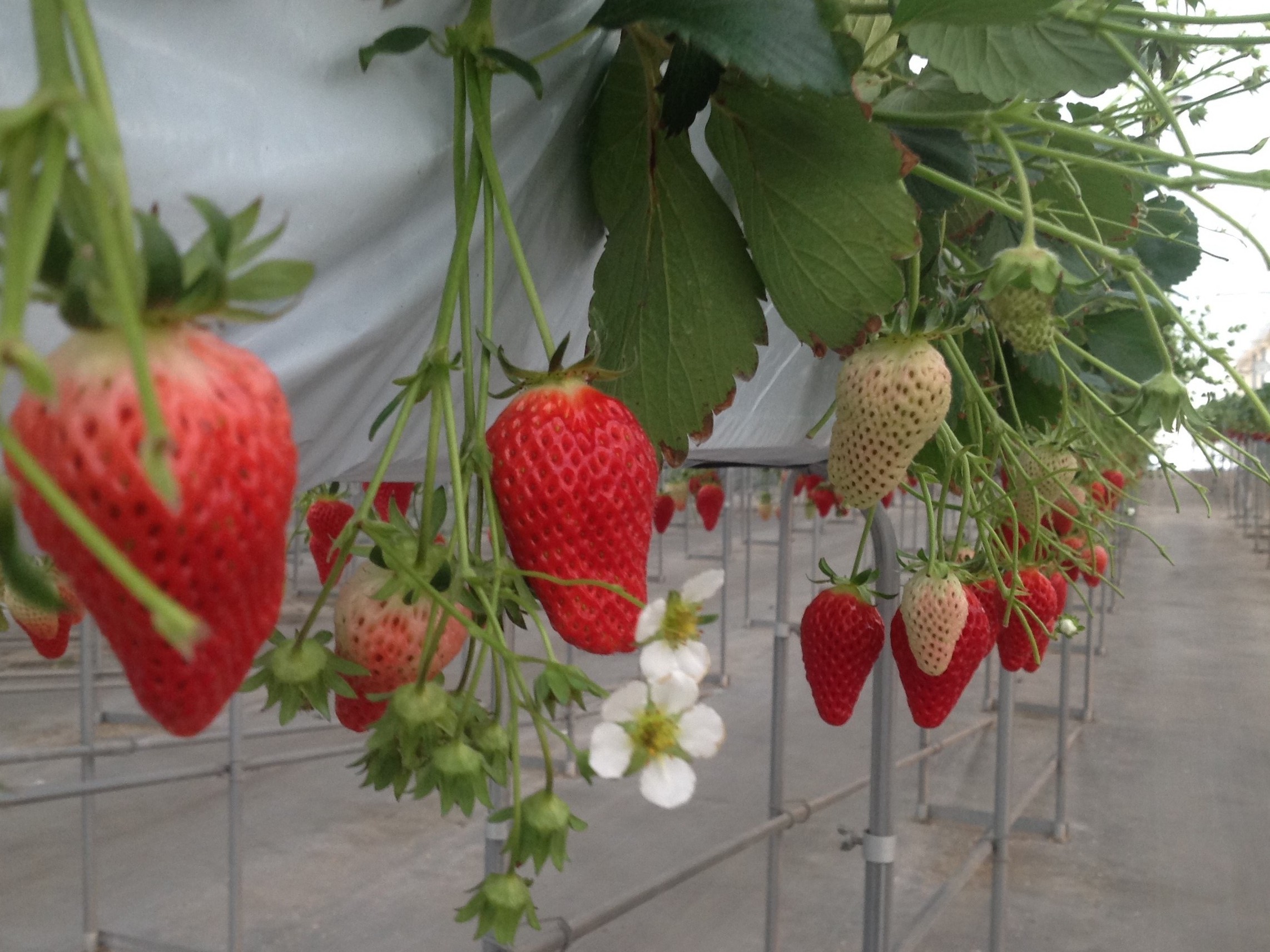 希少価値の高い ロイヤルクイーン を含む約5種類のいちごを食べ比べ いちご狩り 30分 ストロベリーフィールズ ナカヤマ じゃらん遊び体験 希少価値の高い ロイヤルクイーン を含む約5種類のいちごを食べ比べ いちご狩り 30分 ストロベリーフィールズ ナカヤマ じゃらん遊び体験