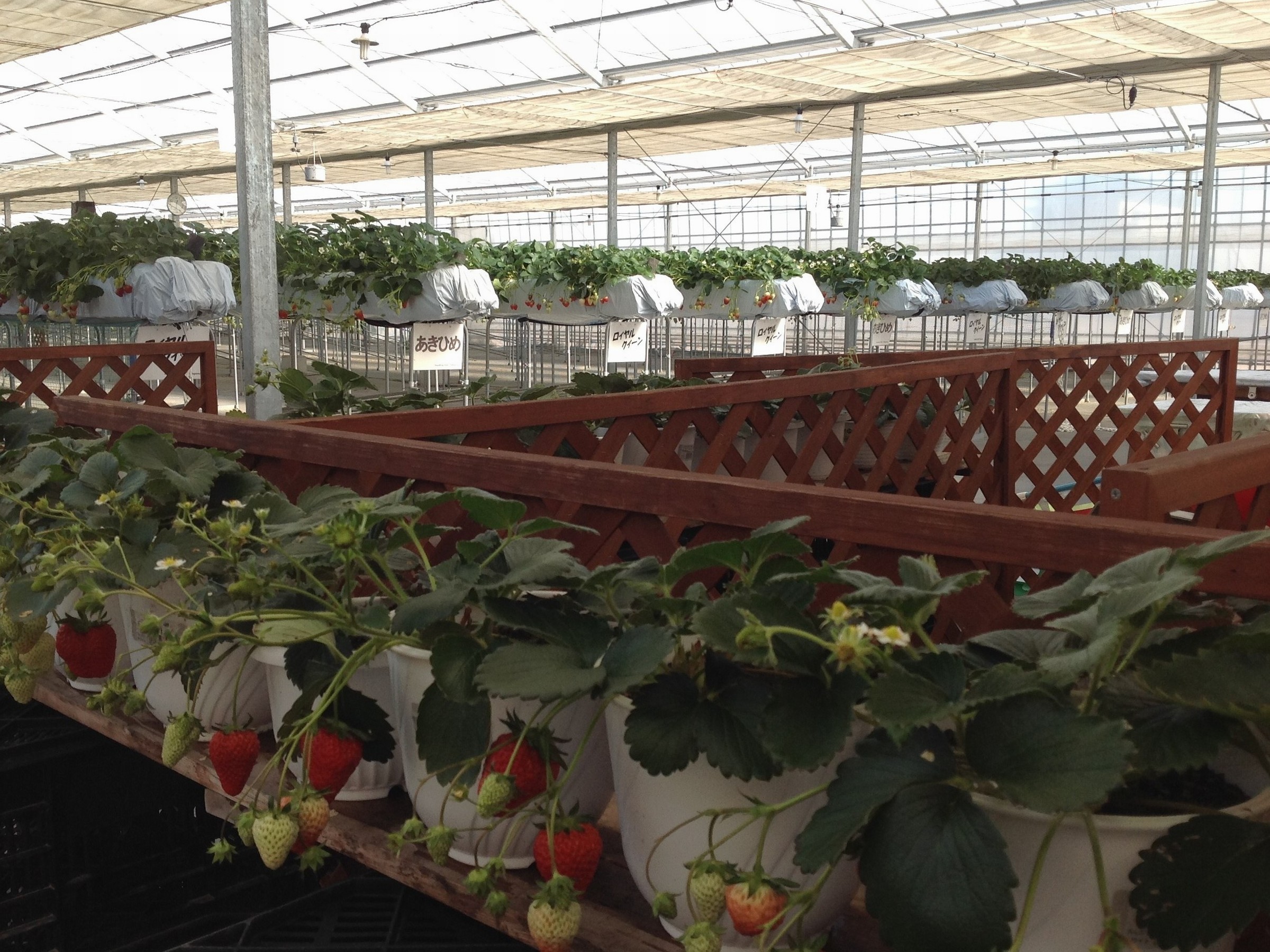 希少価値の高い ロイヤルクイーン を含む約5種類のいちごを食べ比べ いちご狩り 30分 ストロベリーフィールズ ナカヤマ じゃらん遊び体験 希少価値の高い ロイヤルクイーン を含む約5種類のいちごを食べ比べ いちご狩り 30分 ストロベリーフィールズ ナカヤマ じゃらん遊び体験