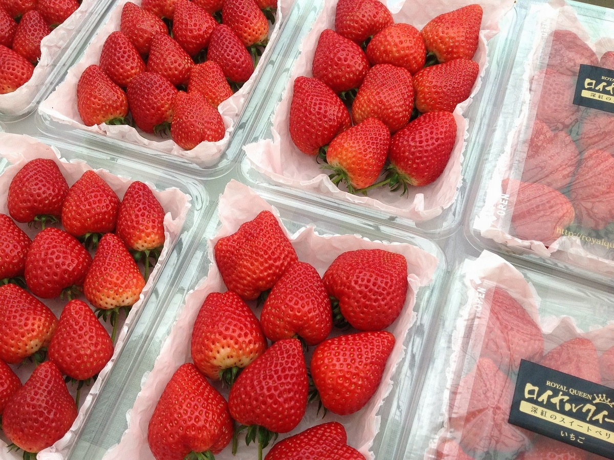 希少価値の高い ロイヤルクイーン を含む約5種類のいちごを食べ比べ いちご狩り 30分 ストロベリーフィールズ ナカヤマ じゃらん遊び体験 希少価値の高い ロイヤルクイーン を含む約5種類のいちごを食べ比べ いちご狩り 30分 ストロベリーフィールズ ナカヤマ じゃらん遊び体験