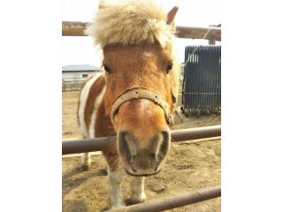 ミニチュアホースにも会うことができます★皆様のご来園を心よりお待ちしております!