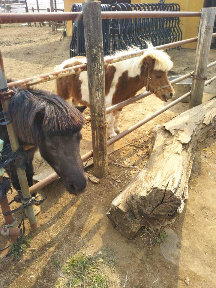 そんなに大きくないですし優しい子なのでご安心ください〜