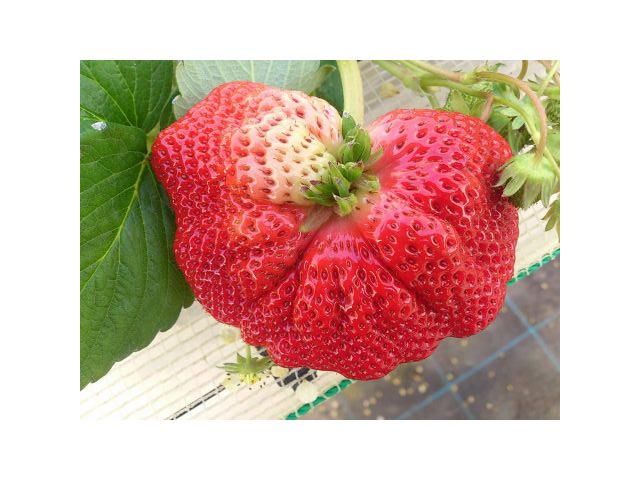 こんなに大きないちごも採れますよ〜ビックリ!!