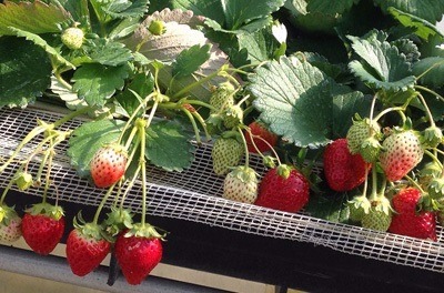 当日皆様に甘〜い美味しい食べ頃のいちごを食べて頂きたく、高設栽培または土耕栽培のどちらかでのご案内になります。