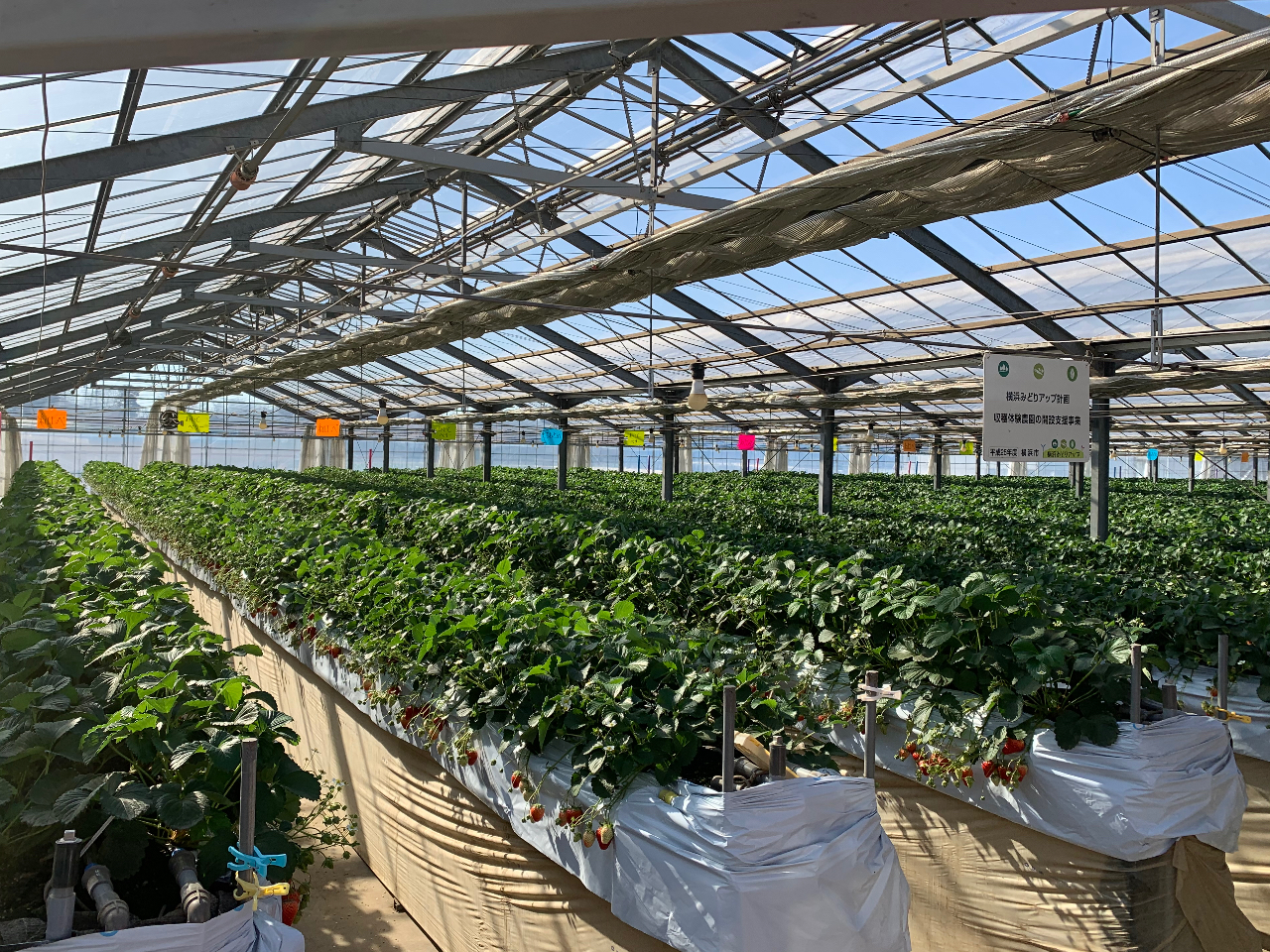 もちだ農園の最新写真