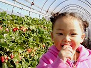 【静岡/久能】【2/1~2/28】大きくてあま~い★いちご狩り<章姫>30分食べ...